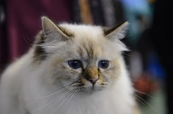 Kin-Narah Raijin - gatto sacro di birmania